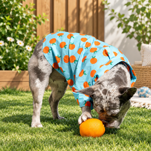Sweet Citrus Button-Up Dog Shirt