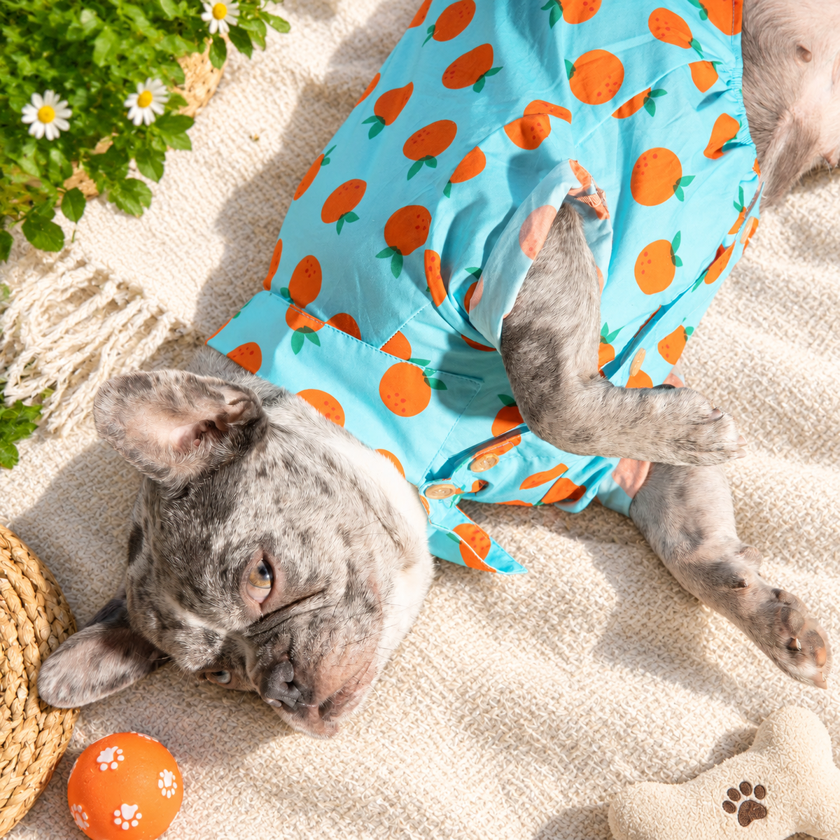 Sweet Citrus Button-Up Dog Shirt
