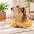 Sweet Citrus Ruffle Dog Dress