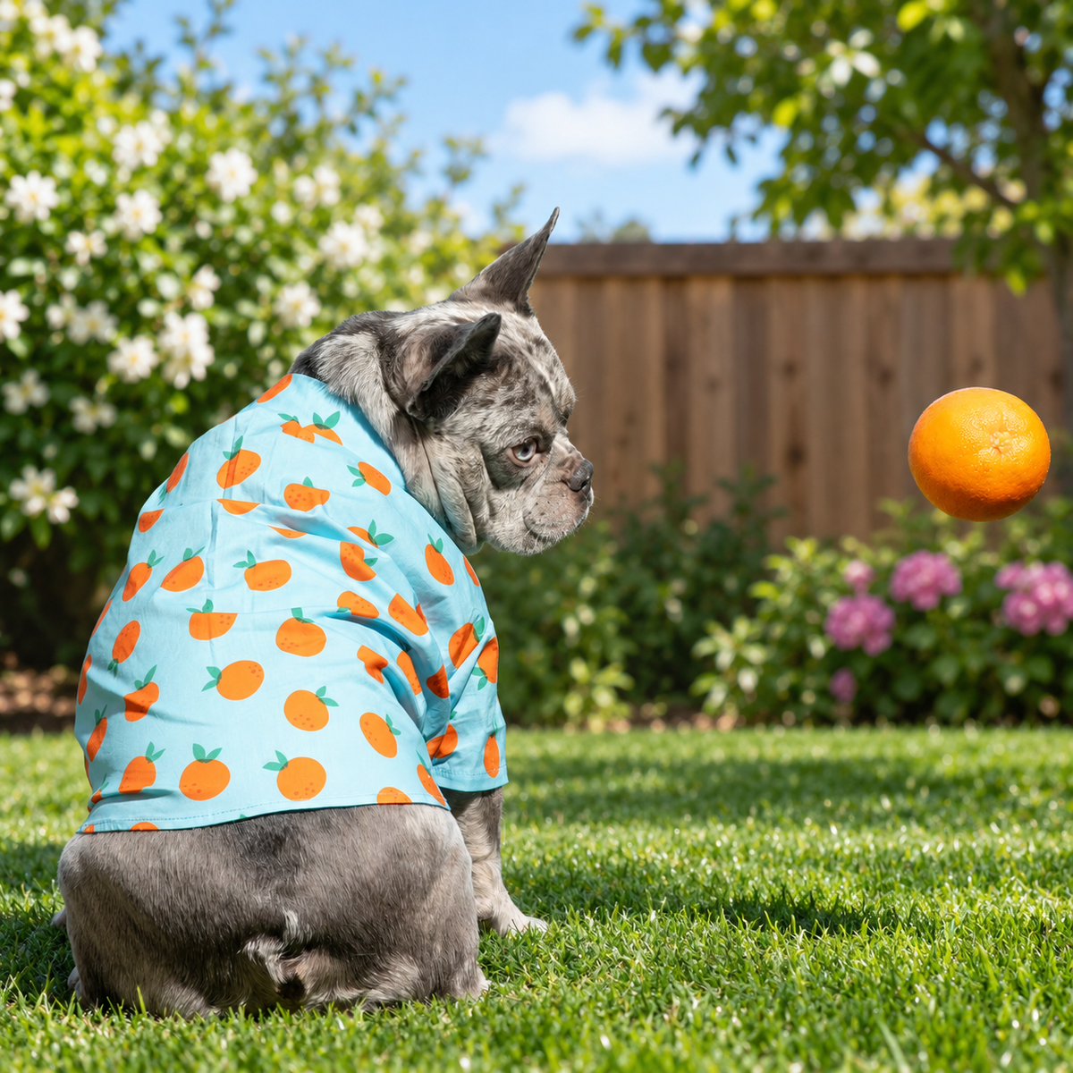 Sweet Citrus Button-Up Dog Shirt