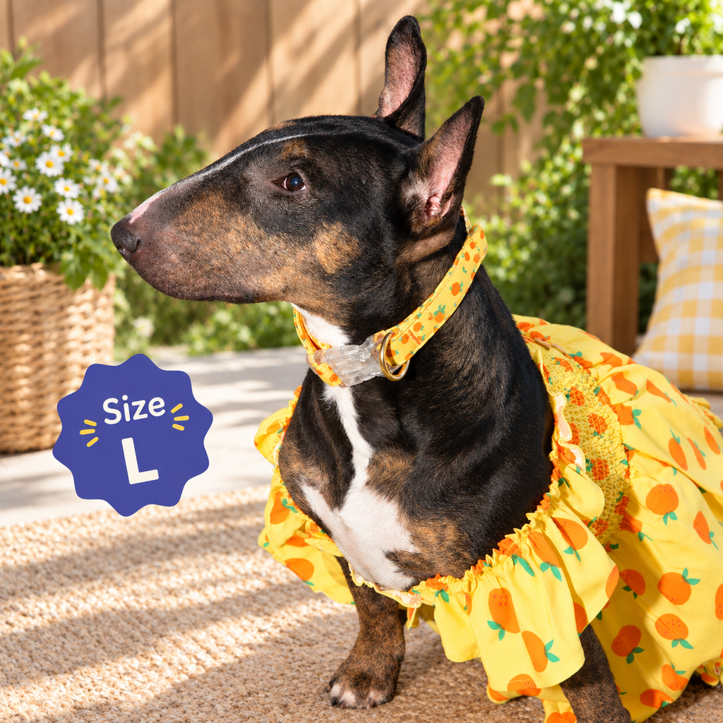 Sweet Citrus Ruffle Dog Dress